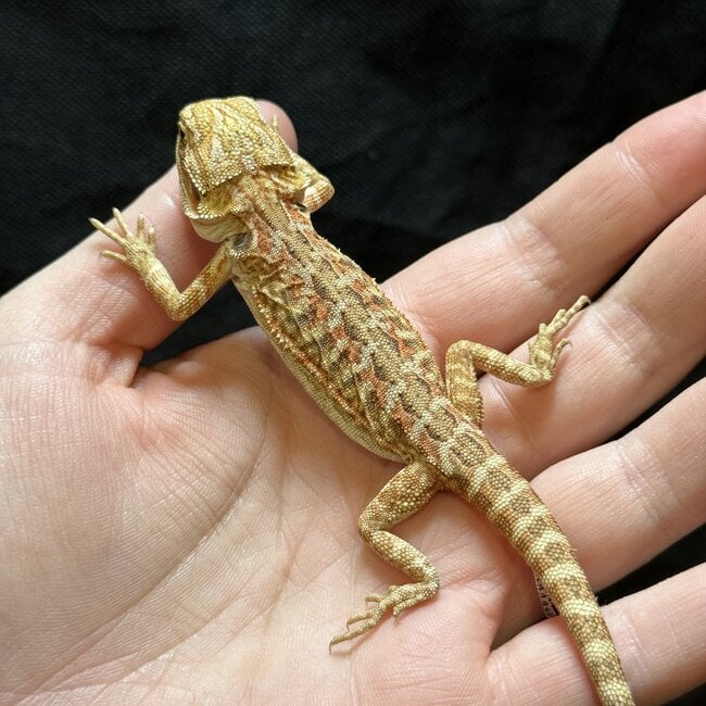 Citrus Leatherback Bearded Dragon 'O'