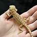Citrus Leatherback Bearded Dragon 'O'
