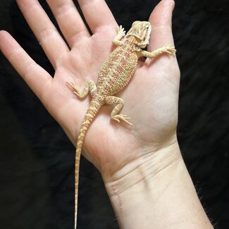 Citrus Bearded Dragon 'w'