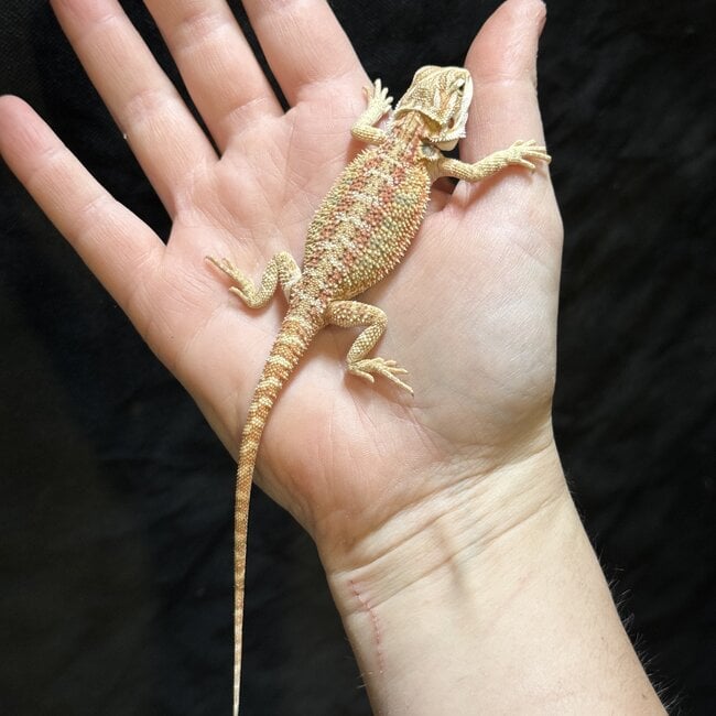 Citrus Bearded Dragon 'w'