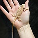 Citrus Bearded Dragon 'w'