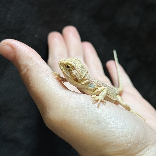 Hypo Leatherback Bearded Dragon '