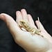 Hypo Leatherback Bearded Dragon '