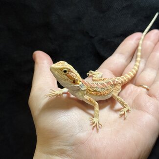 Orange Stripe Hypo Leatherback Bearded Dragon 'A'