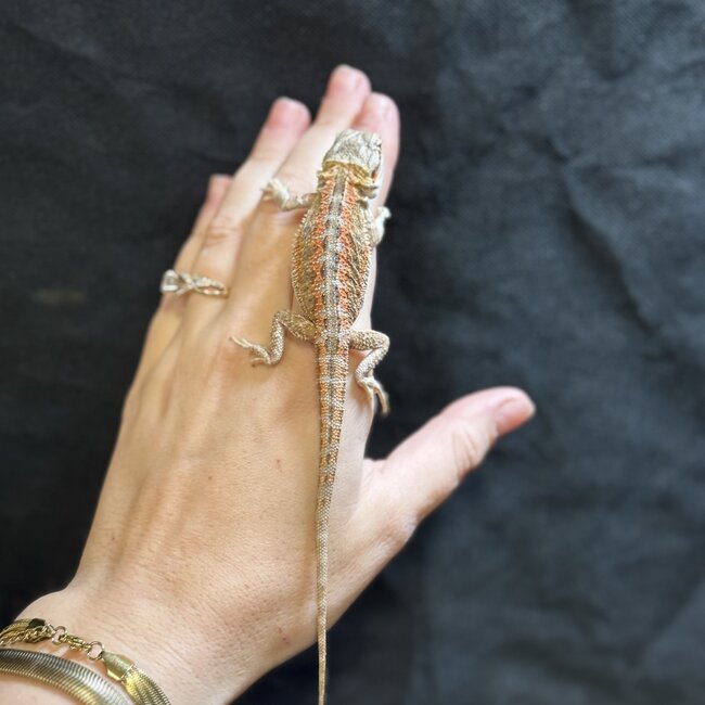 Orange Stripe Leatherback Bearded Dragon 'B'