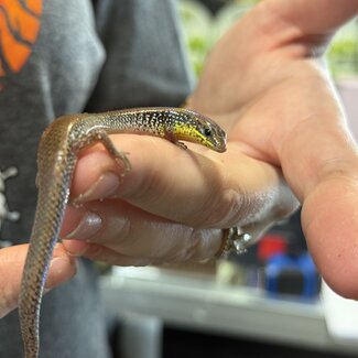 Guinean Forest Skink, Mochlus Guineensis