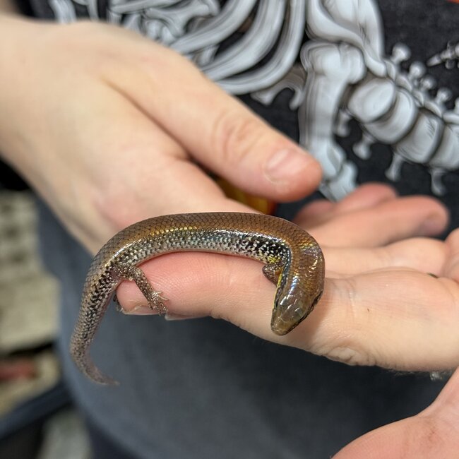 Guinean Forest Skink, Mochlus Guineensis