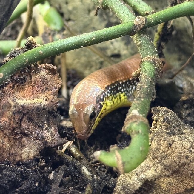 Guinean Forest Skink, Mochlus Guineensis