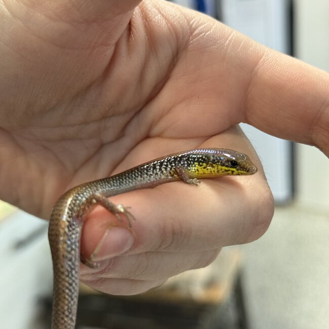 Guinean Forest Skink, Mochlus Guineensis