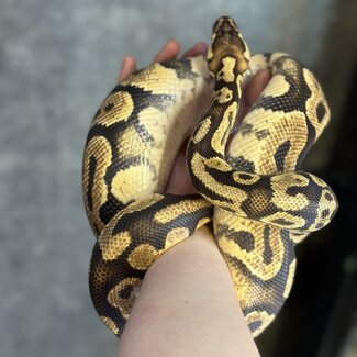 Ball Python 'SP' Caramel