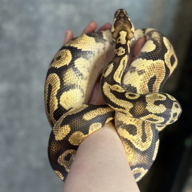 Ball Python 'SP' Caramel