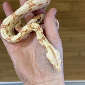 Boa Constrictor 'Sundrop' SP