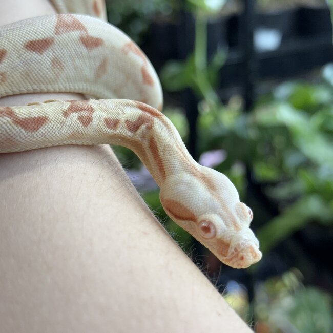 Boa Constrictor 'Sundrop' SP