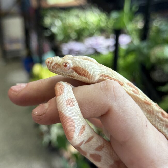 Boa Constrictor 'Sundrop' SP