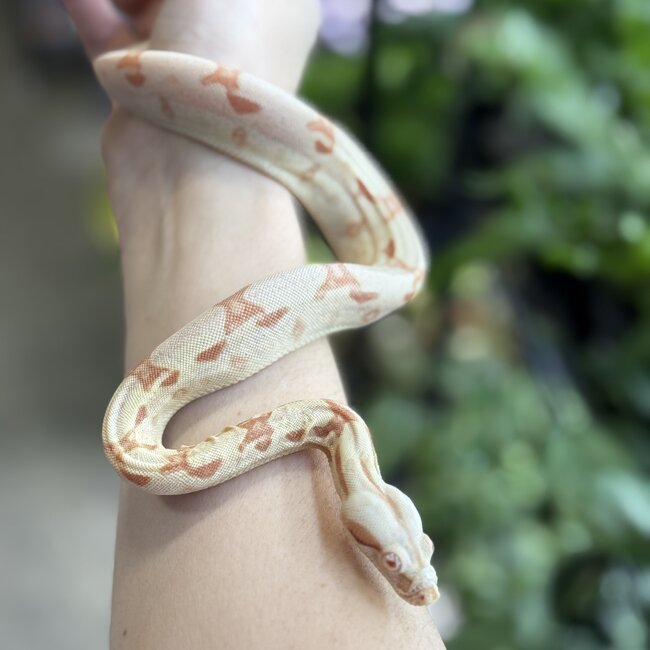 Boa Constrictor 'Sundrop' SP