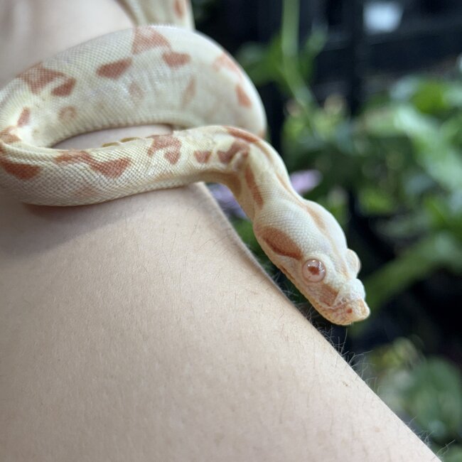 Boa Constrictor 'Sundrop' SP
