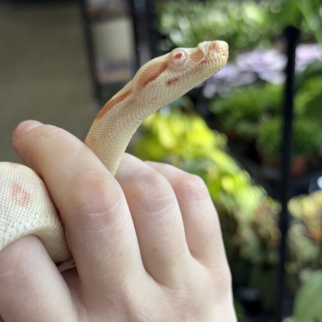 Boa Constrictor 'Sundrop' SP