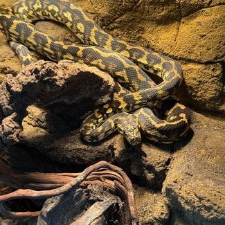 Irian Jaya Carpet Python 'SP'