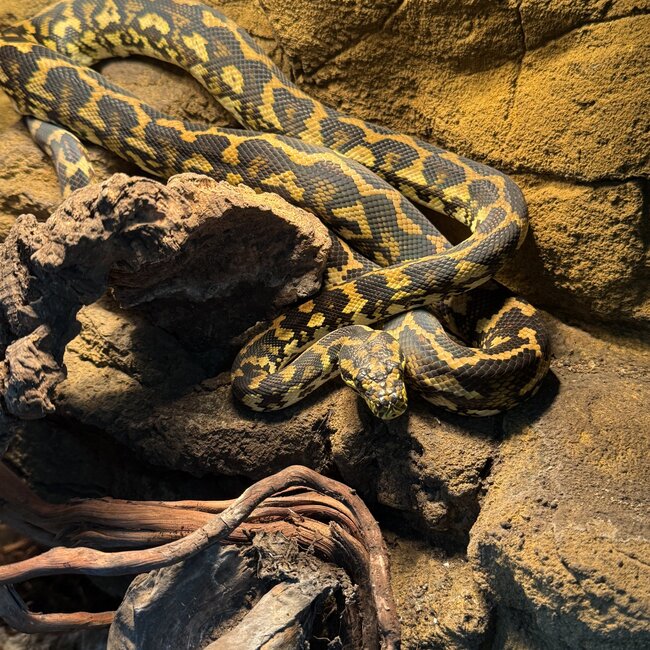 Irian Jaya Carpet Python 'SP'
