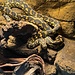 Irian Jaya Carpet Python 'SP'