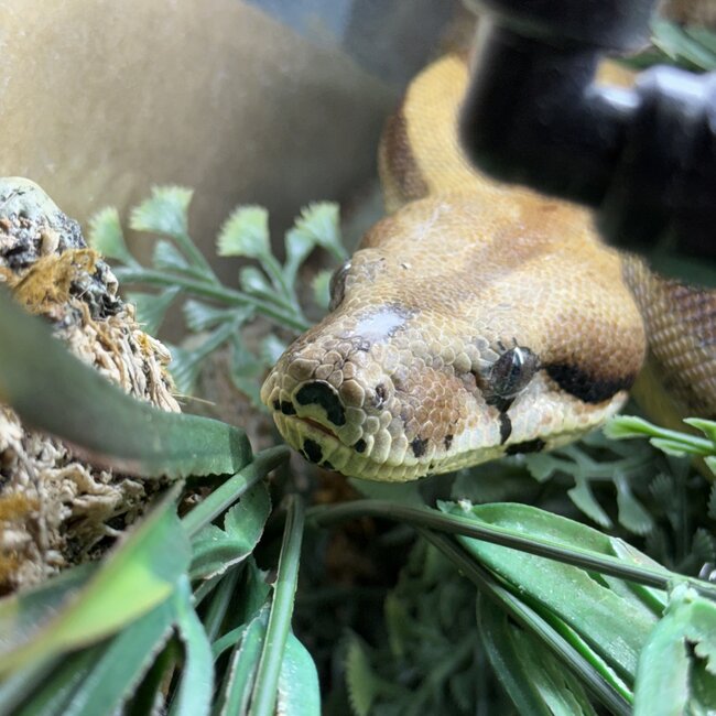 Boa Constrictor 'Pancakes' SP