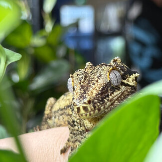 Gargoyle Gecko Male 'Biku' SP