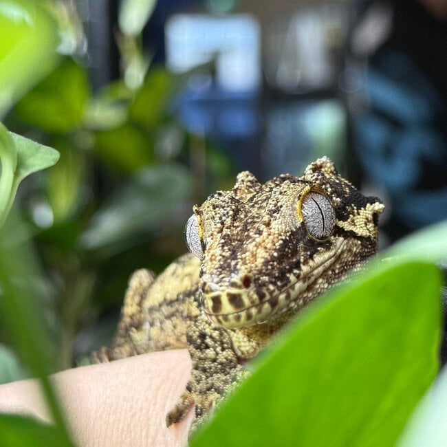 Gargoyle Gecko Male 'Biku' SP
