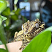 Gargoyle Gecko Male 'Biku' SP