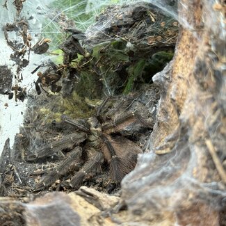 Tapinauchenius plumipes 2.5" 'Orange Tree Spider'