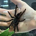 Tapinauchineus violaceus 4"