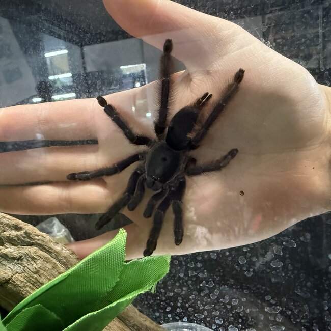 Tapinauchineus violaceus 4"