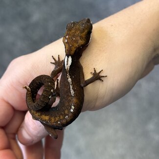 Malaysian Cat Gecko