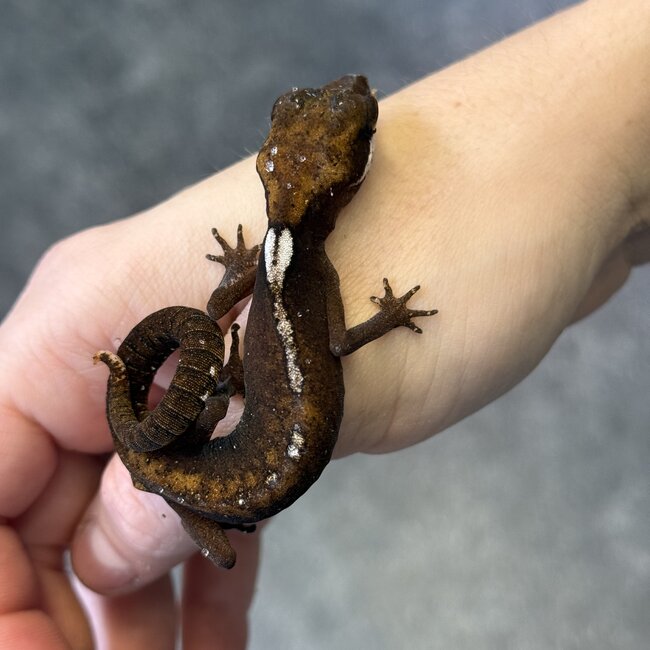 Malaysian Cat Gecko