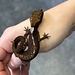 Malaysian Cat Gecko