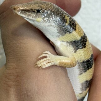 Sandfish Skink, Scincus scincus