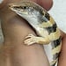 Sandfish Skink, Scincus scincus
