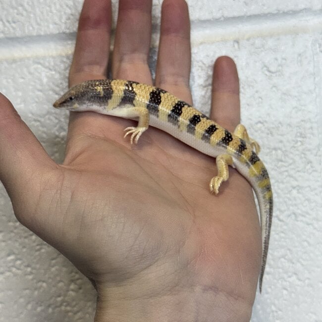 Sandfish Skink, Scincus scincus
