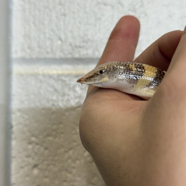 Sandfish Skink, Scincus scincus