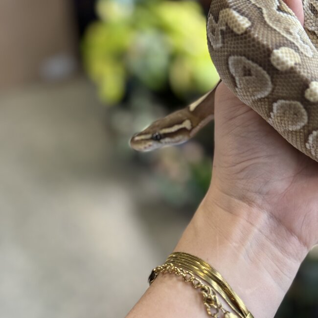 Ball Python 'River' SP