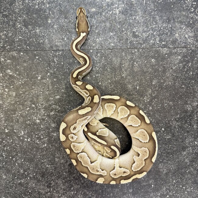 Ball Python 'River' SP