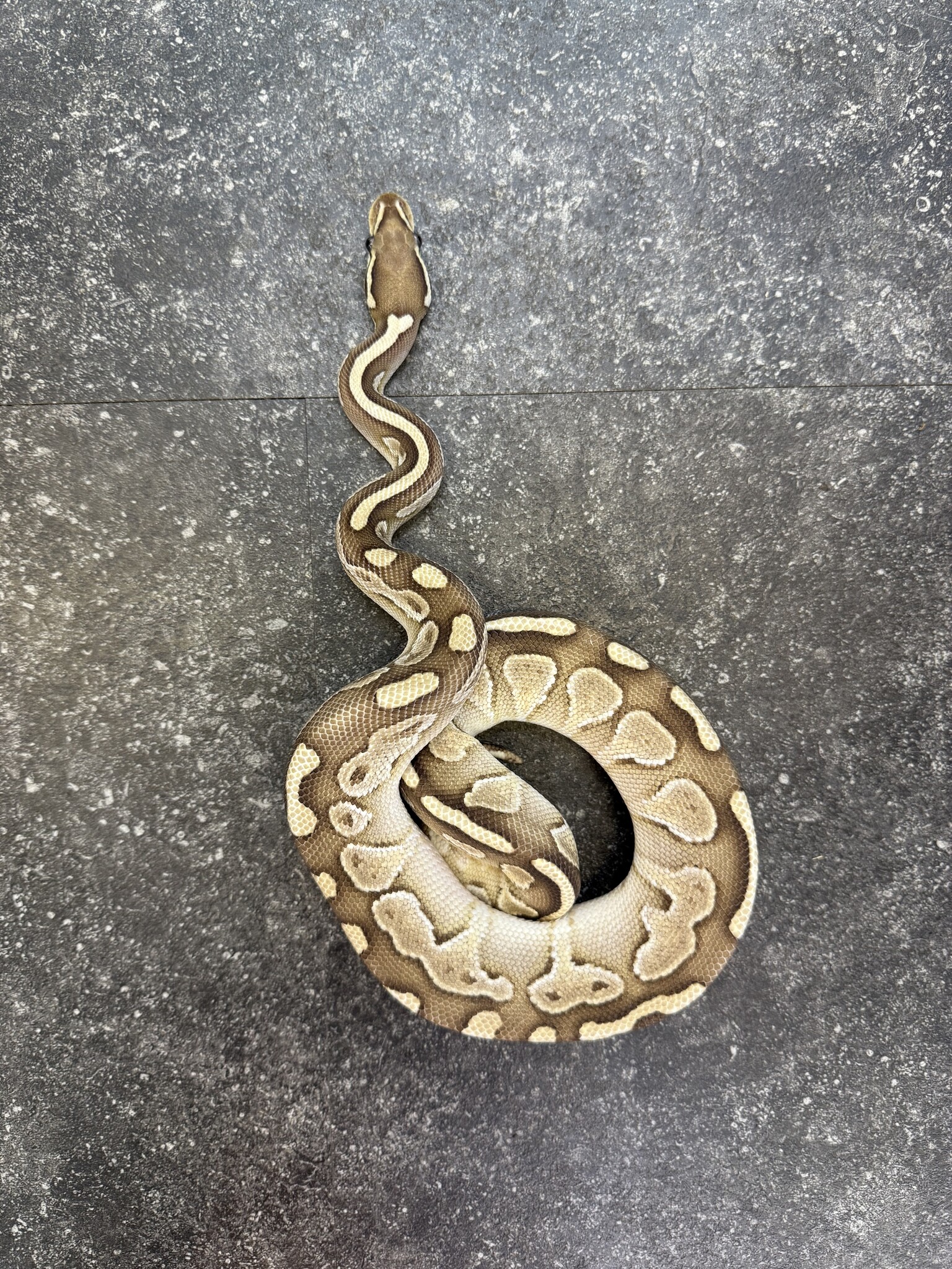 Ball Python 'River' SP - Roonami