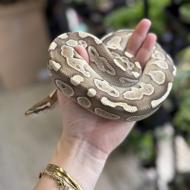 Ball Python 'River' SP