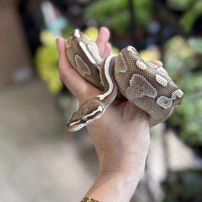Ball Python 'River' SP