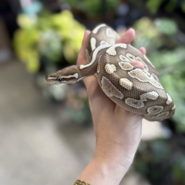Ball Python 'River' SP