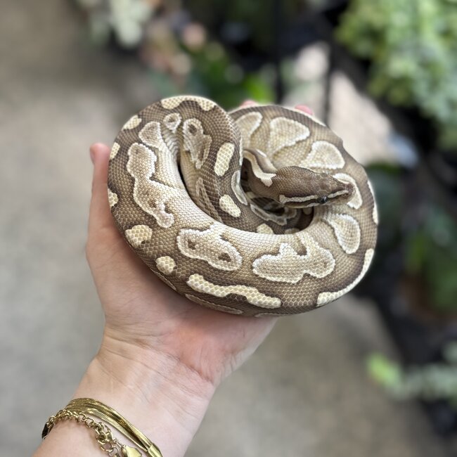 Ball Python 'River' SP