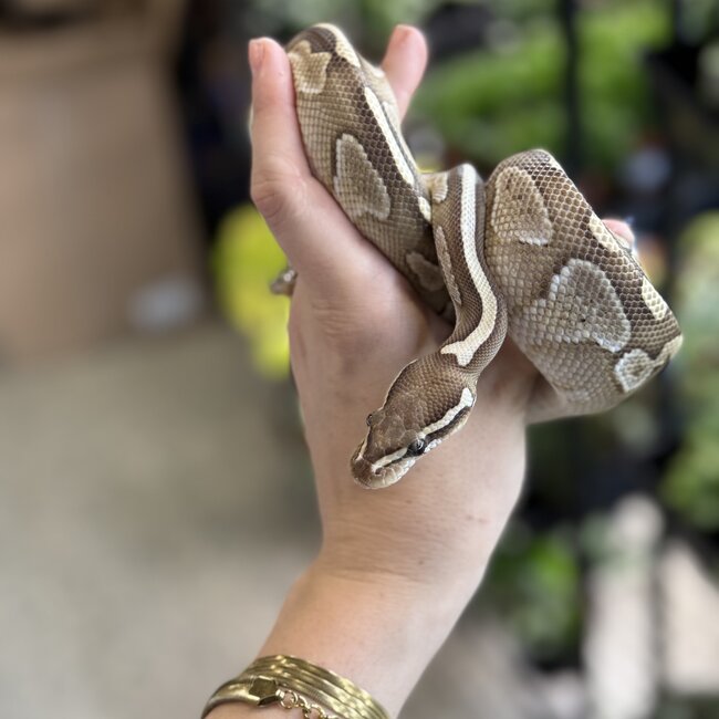 Ball Python 'River' SP