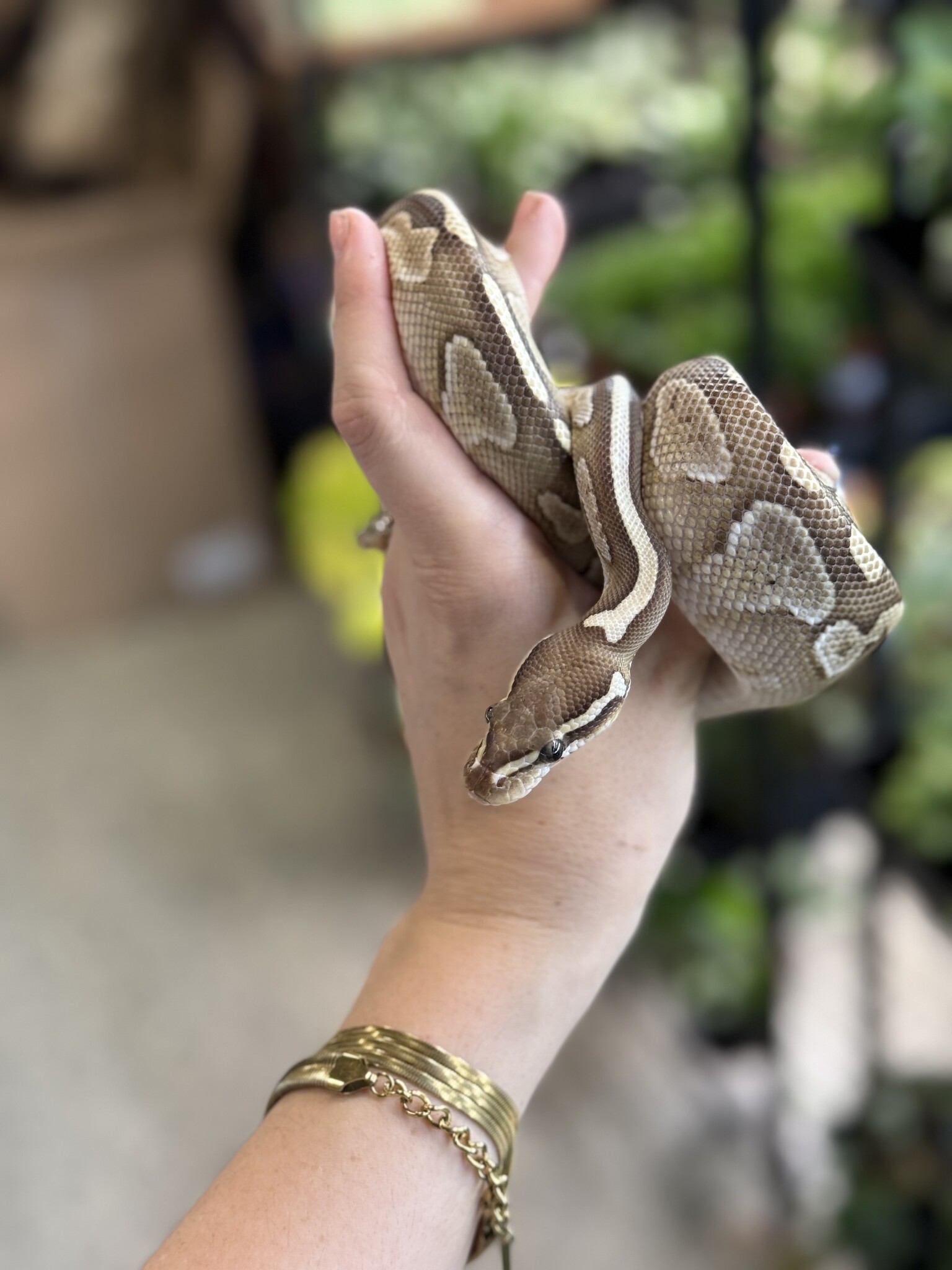 Ball Python 'River' SP - Roonami