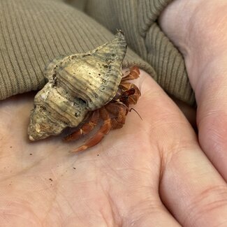 Hermit Crab Komurasaki, Coenobita Violascens