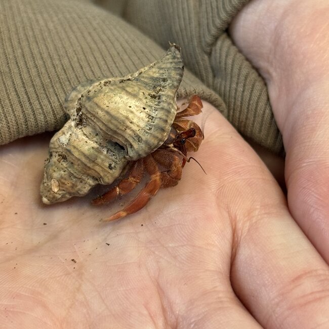 Hermit Crab Komurasaki, Coenobita Violascens