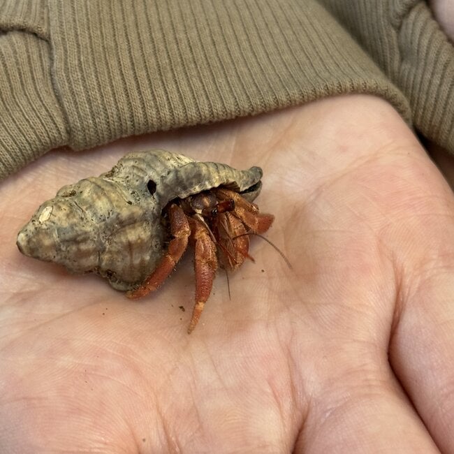 Hermit Crab Komurasaki, Coenobita Violascens